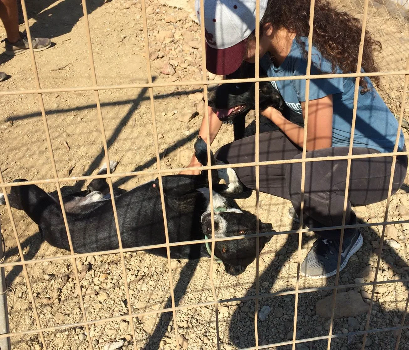 Jack mix | Mykonos dog rescue and adoption | Tina Michalski | Atlantida Angeli