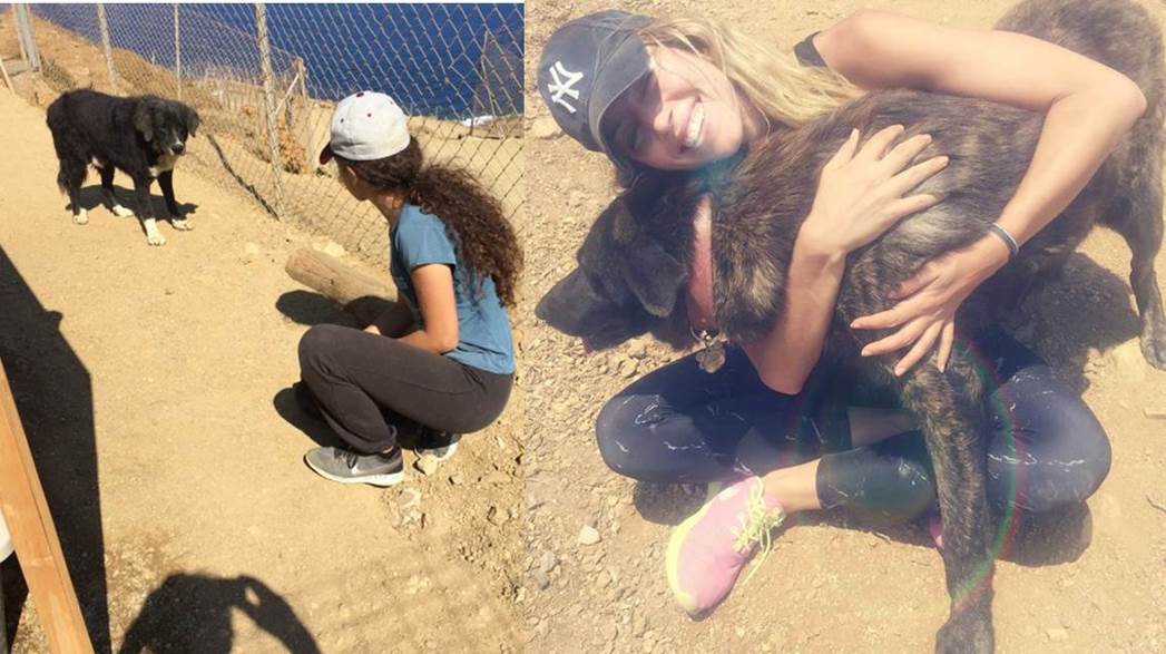 Our summer volunteers had so much fun, walking and playing with the dogs. This is important as our dogs need to have human contact and appreciate an extra belly rub!