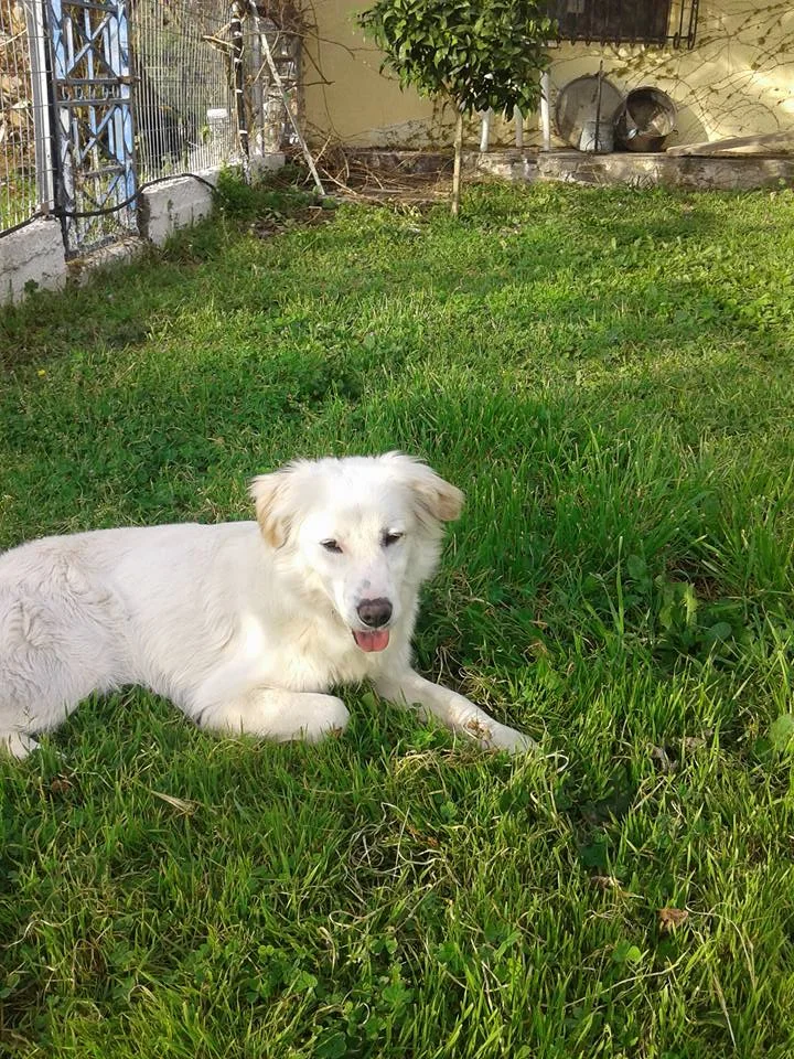 Prince at new home.jpg