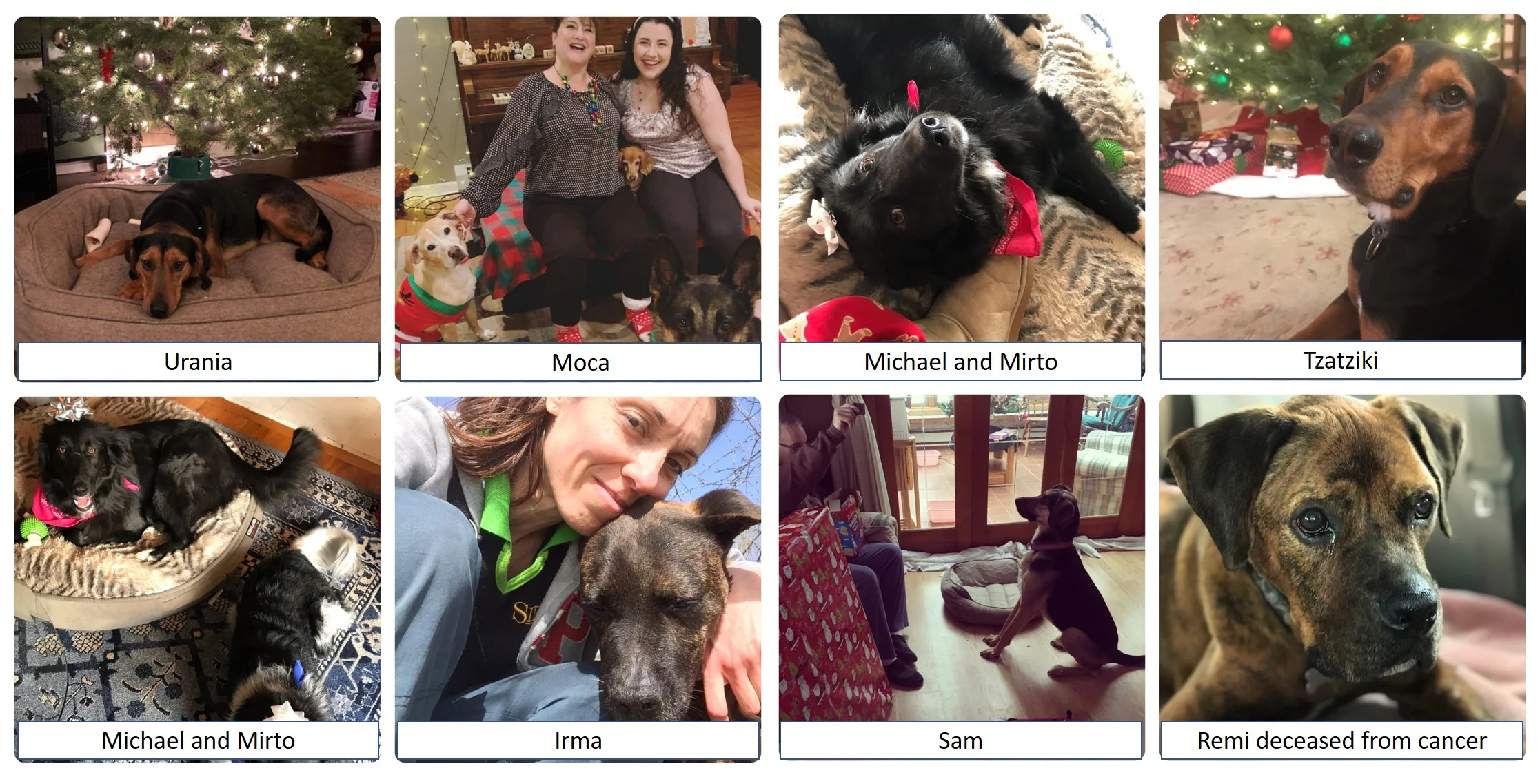 Dogs adopted together.jpg