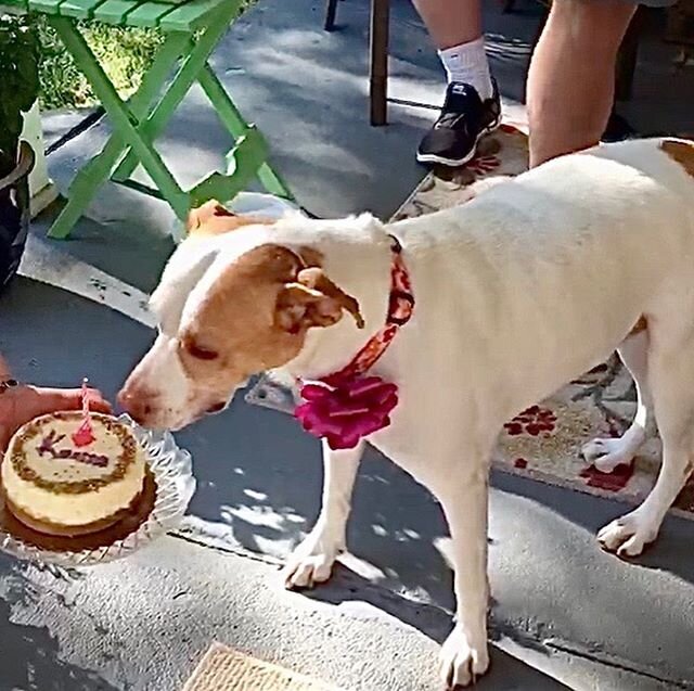 Happy birthday Kaissa!! From an abused and abandoned dog who wax thankfully rescued but then waited for 5 1/2 years because she is a pittie mix and finally found his family last year thanks to Zero Stray Pawject.

#zerostraypawject #loveyourdog #dogs