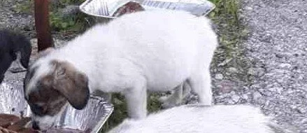 adespoto 13 B (cropped) -- puppy.jpg