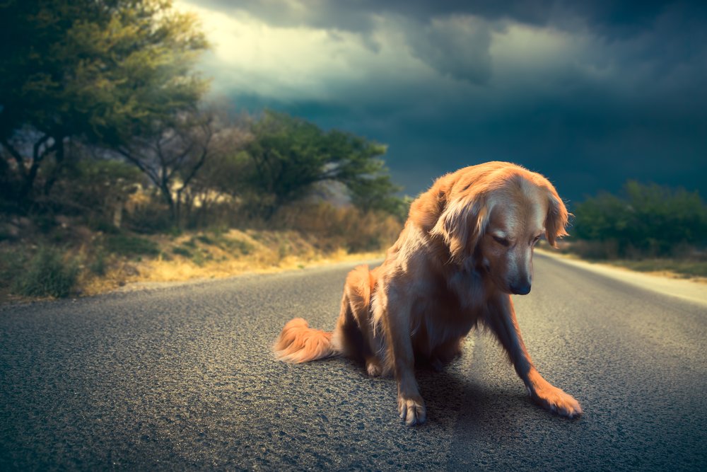 Zero Stray Pawject | Where social welfare meets animal welfare in Greece to achieve zero stray dogs Zero Stray Pawject | Where social welfare meets animal welfare in Greece to achieve zero stray dogs