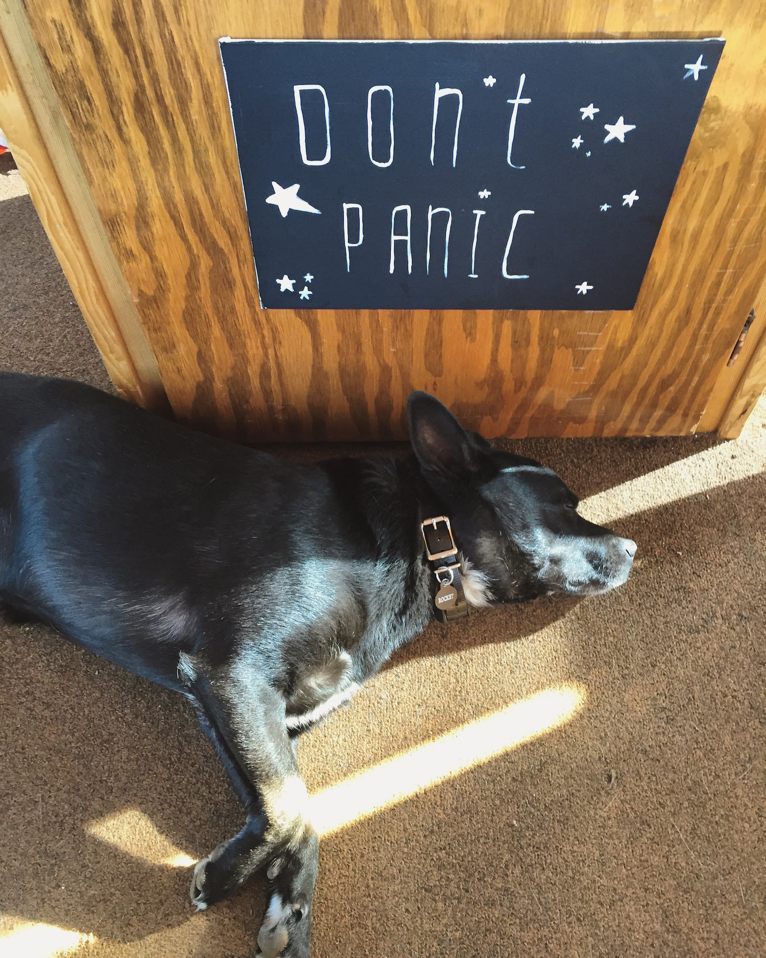 sleepy rocket