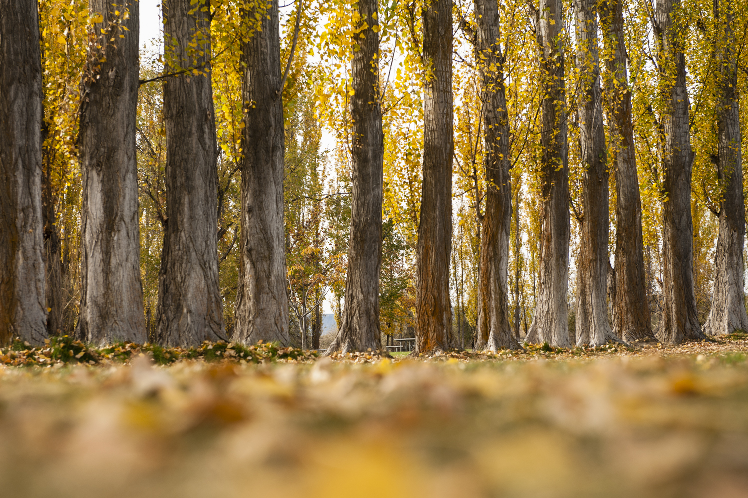 Fall colors.