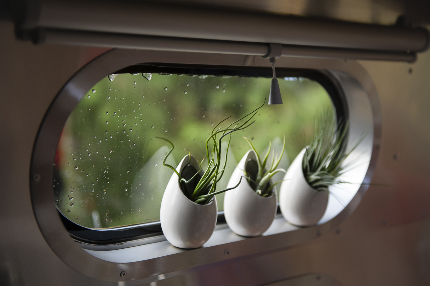 Happy air plants in the kitchen window