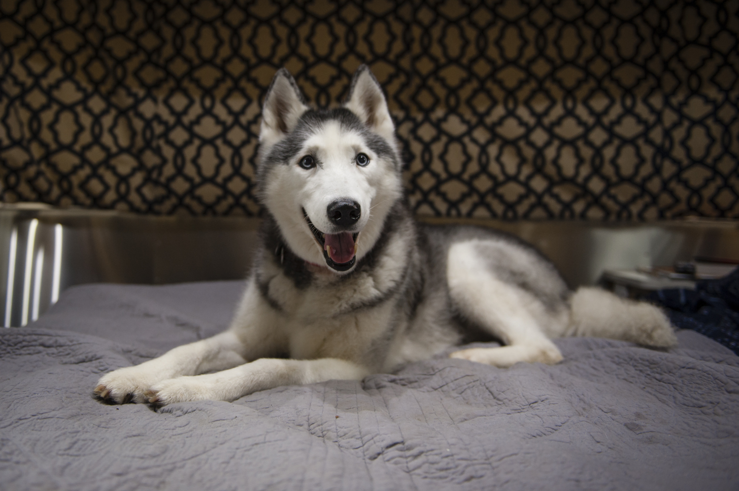 Last but not least, the obligatory Inga photo. Most days you can find her lounging in the bedroom and keeping an eye on everything.