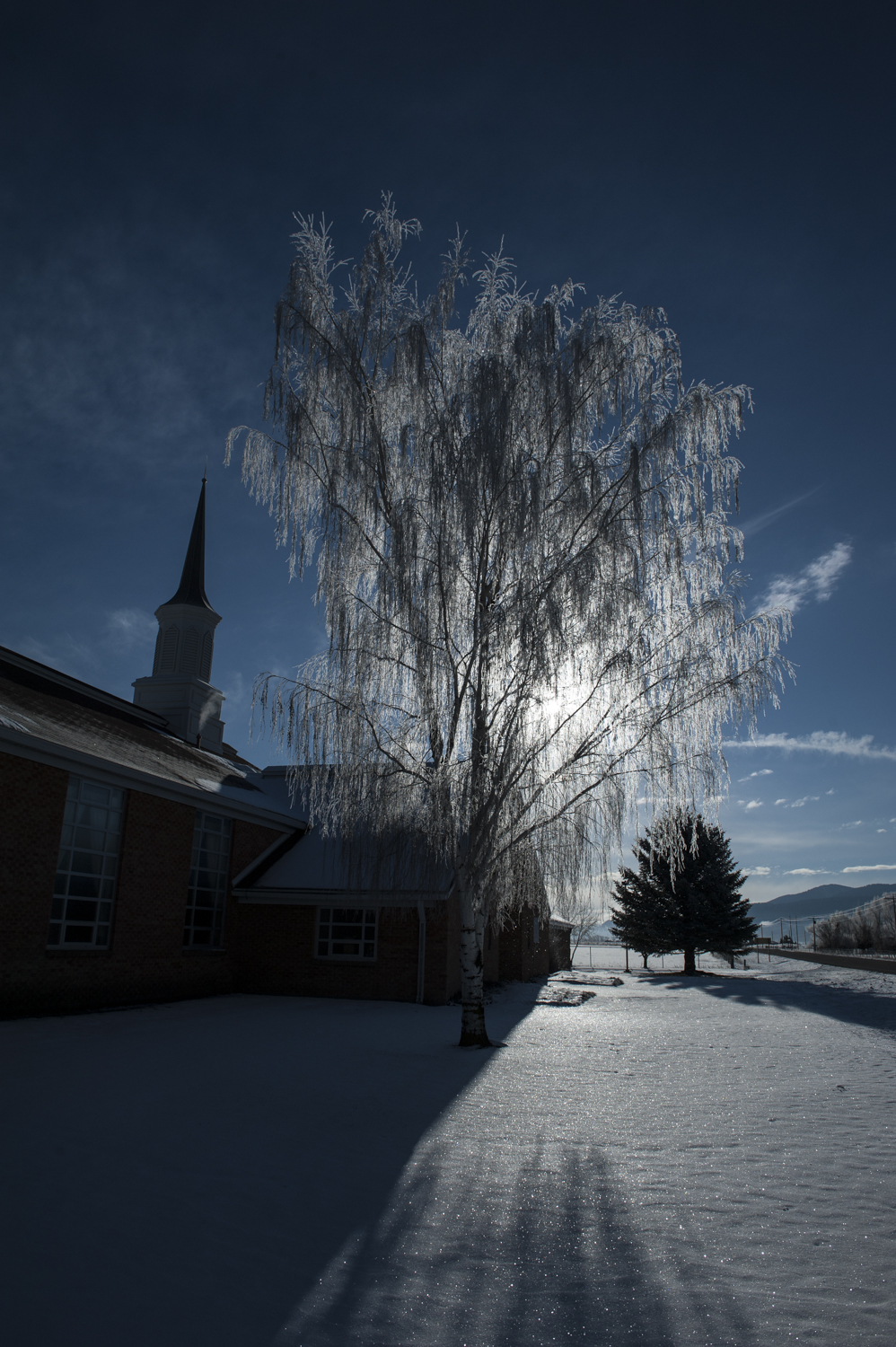 Frosty Tree