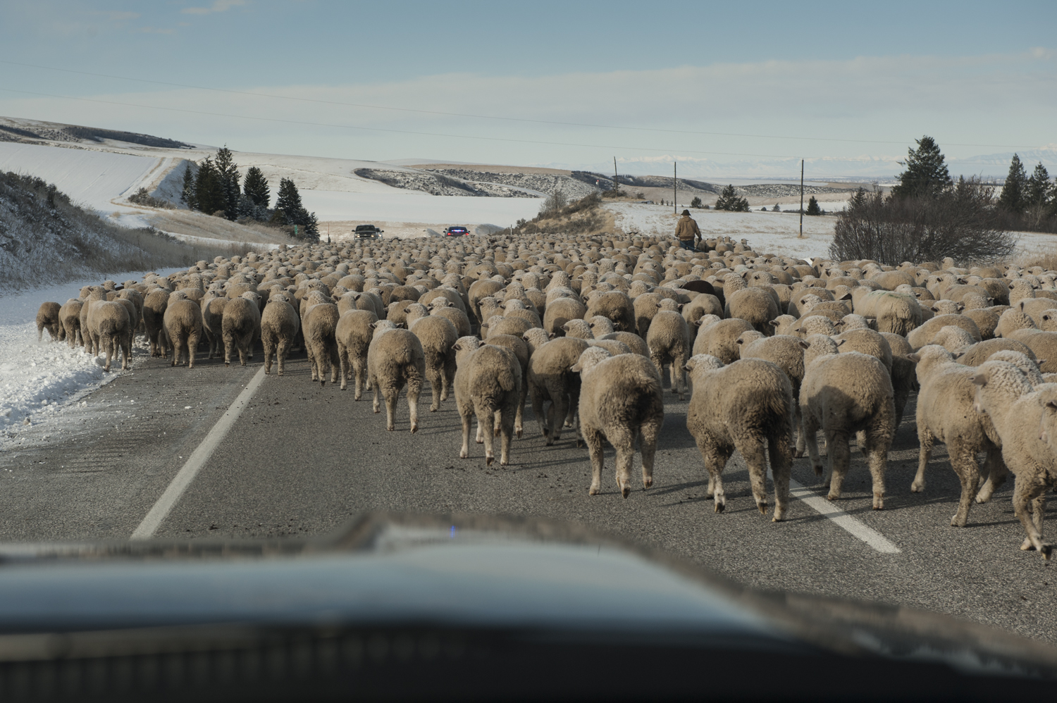 Sheep blocking the road in Idaho