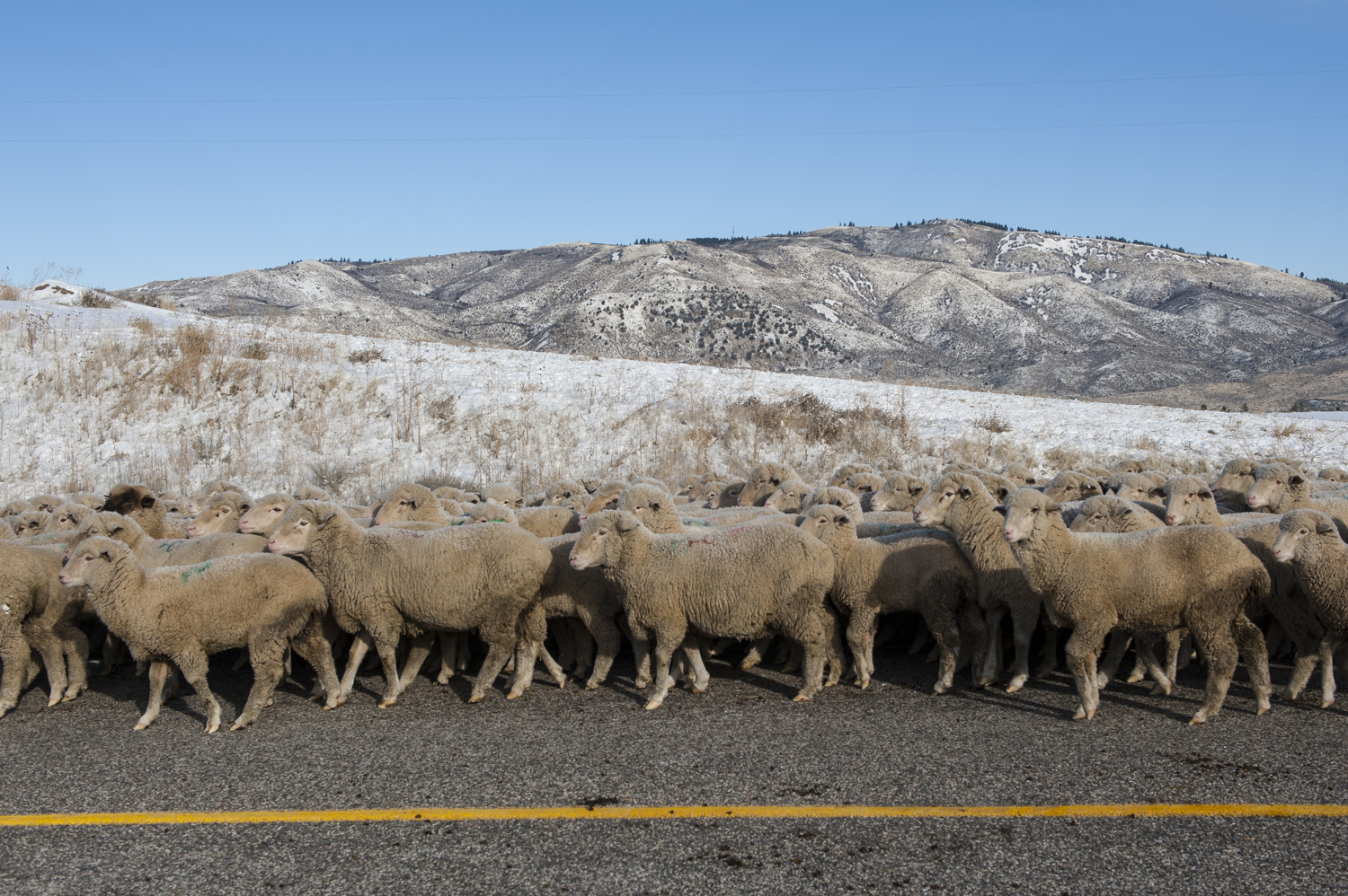 Sheep all in a row