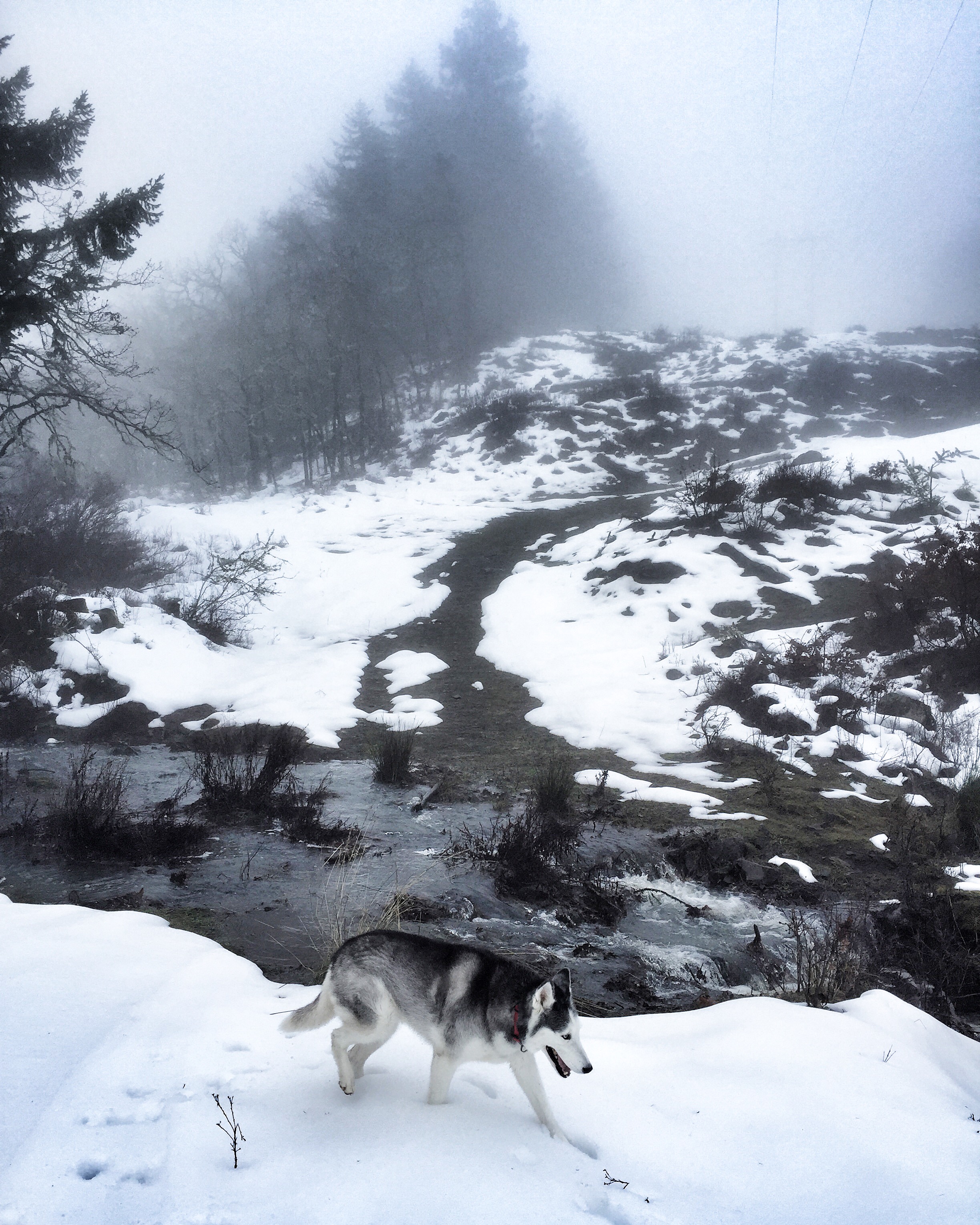 Morning hike with Inga