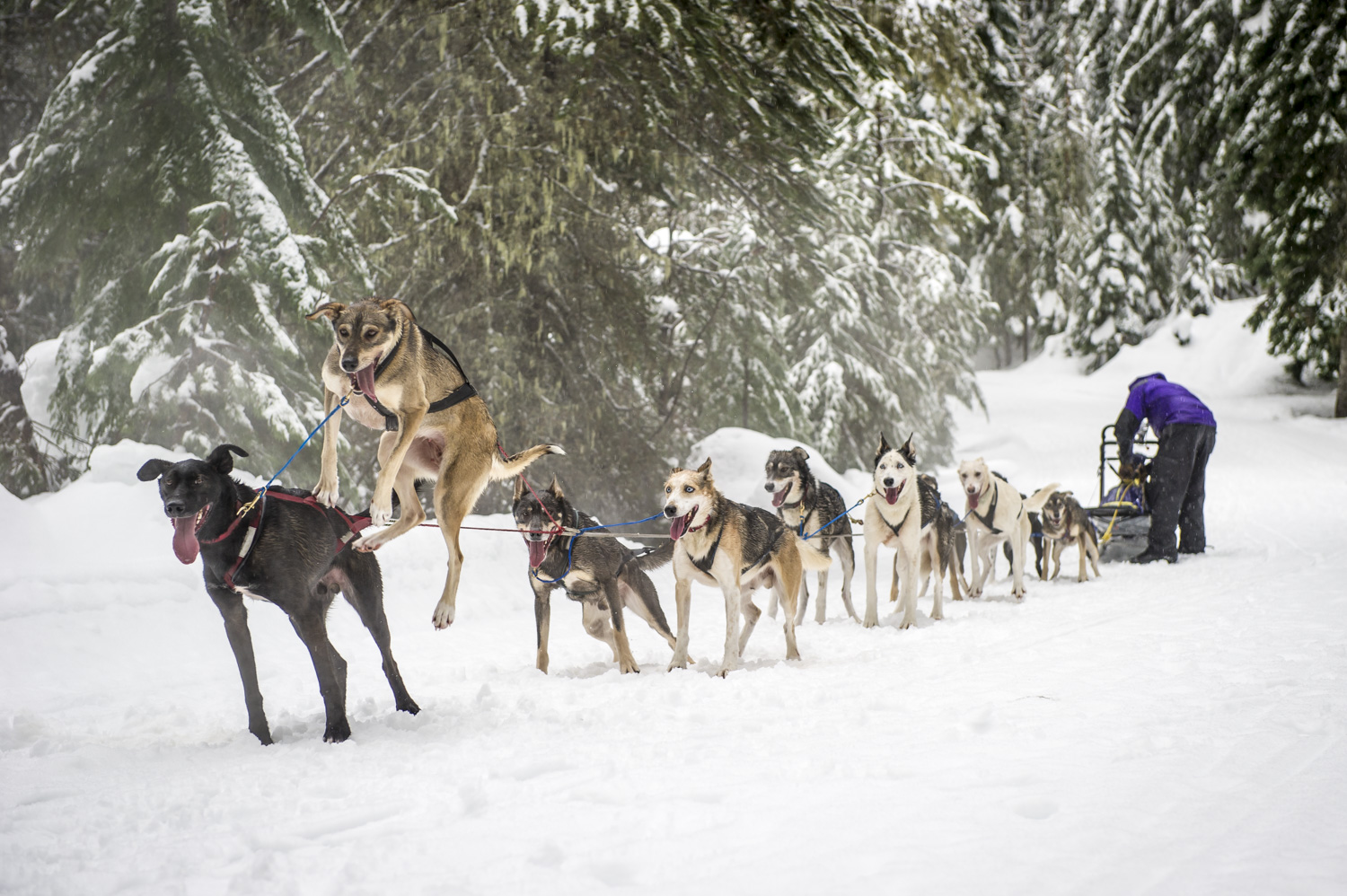 Some dogs just can't wait to get going!