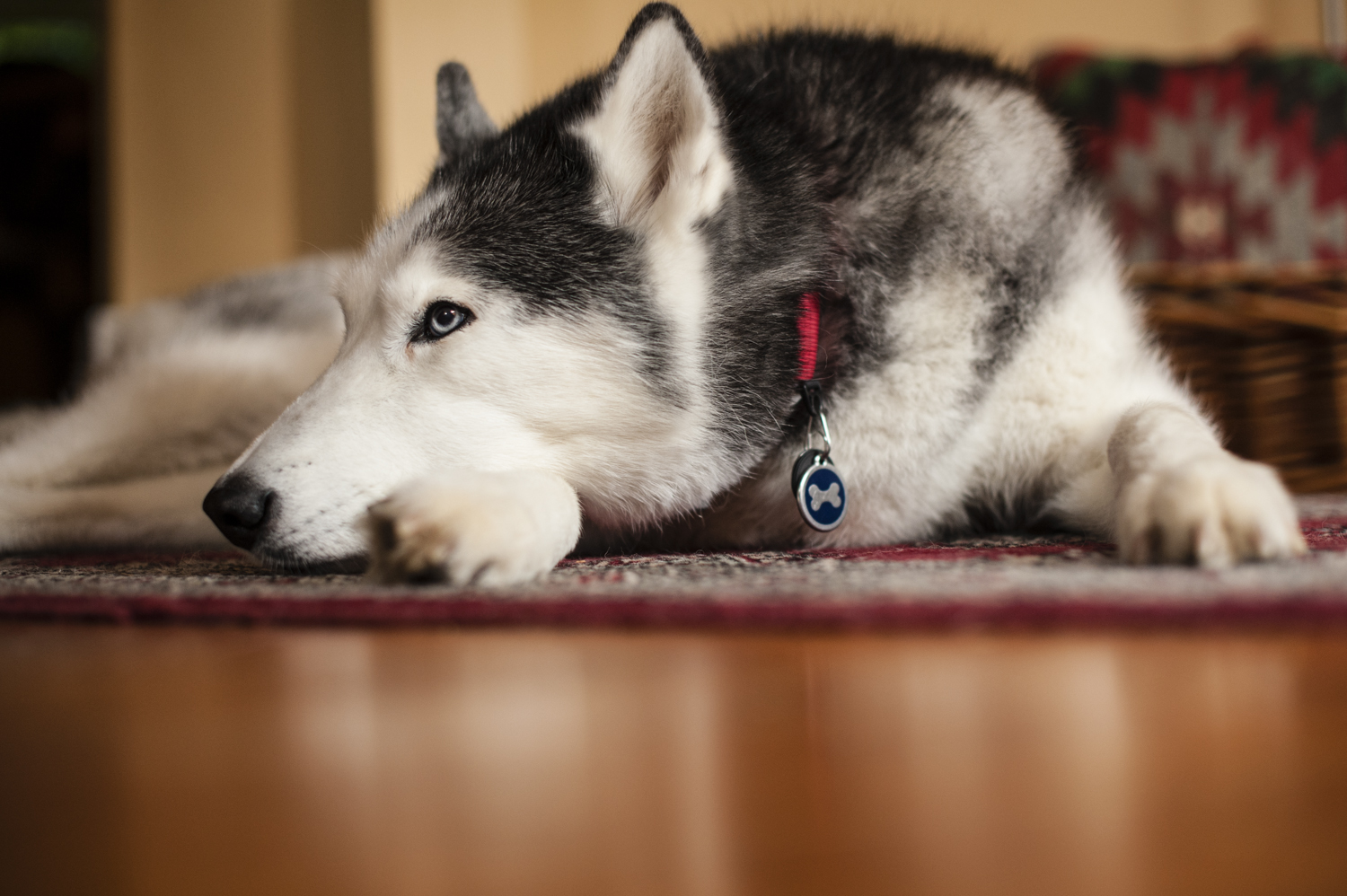 Inga didn't want to admit it but we think she enjoyed hanging with the other pups
