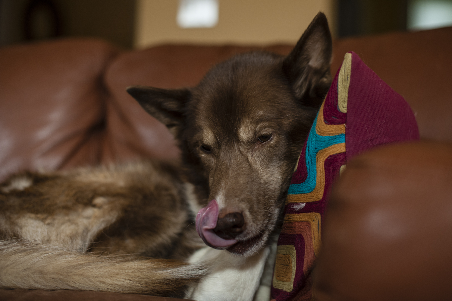 Becca is one of the few dogs that rivals Inga in food obsession.