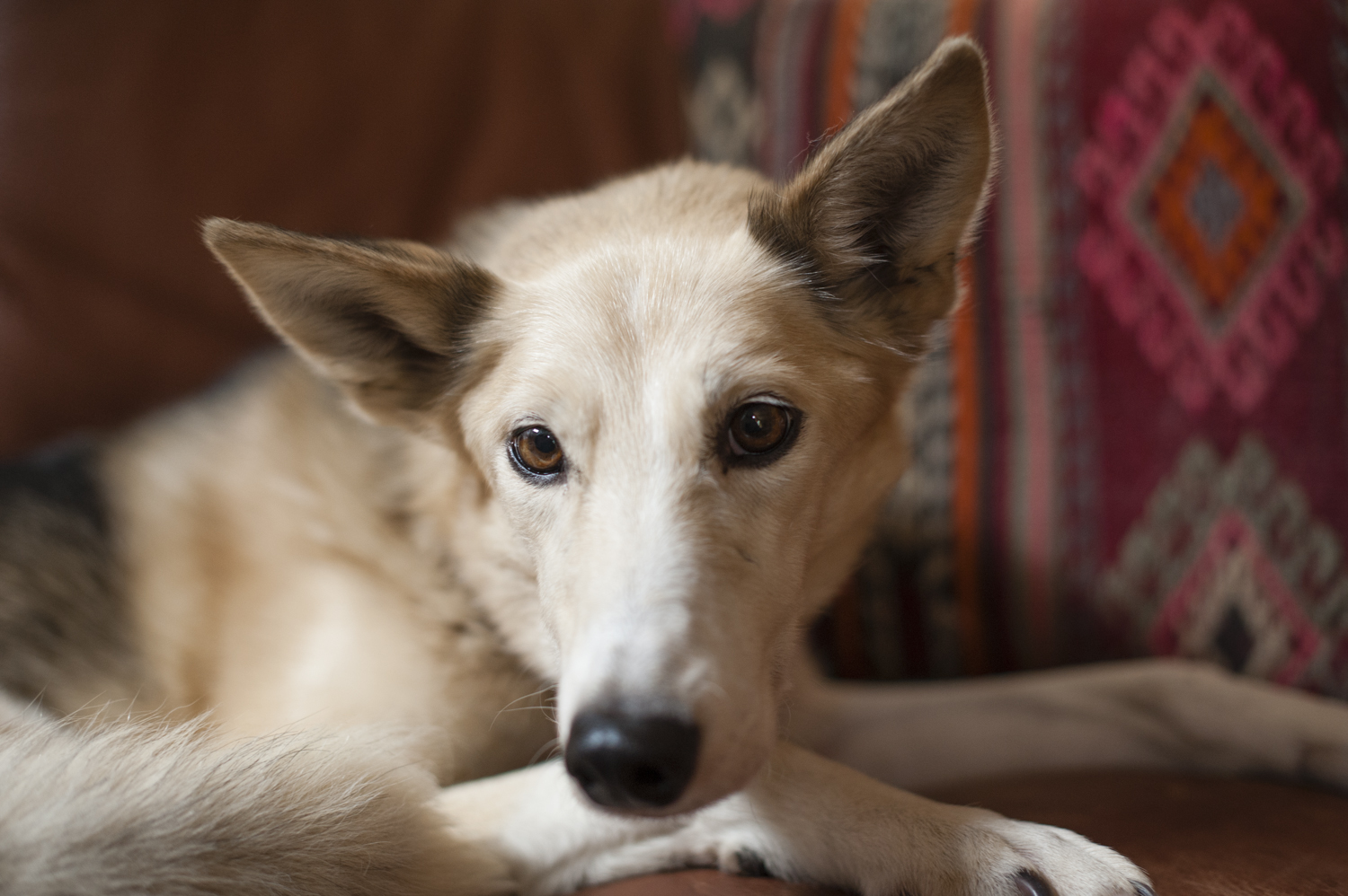 Sweet love bug May, who retired from the sled team a couple weeks ago. 