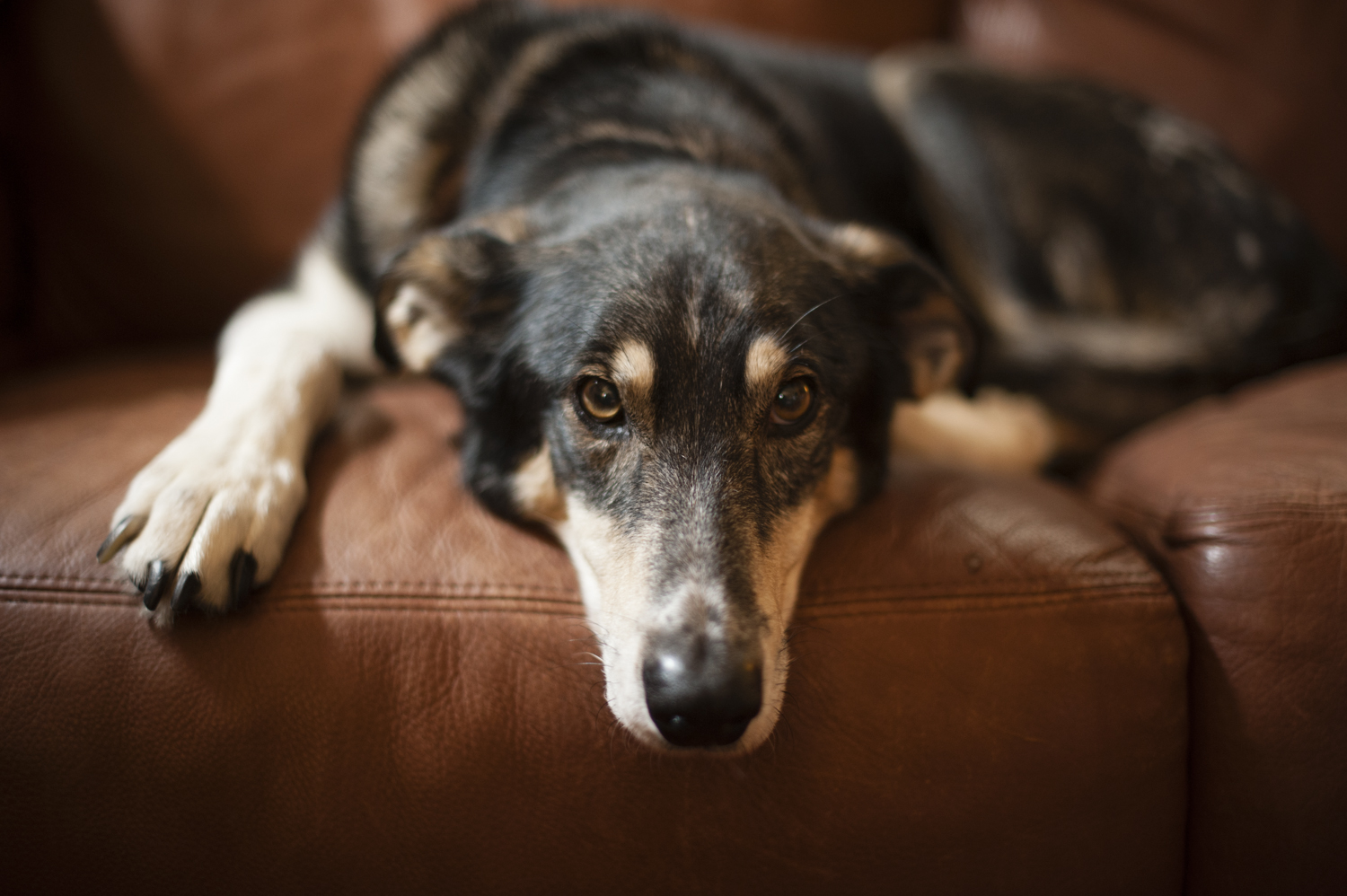 Mr. Samuel, the elder statesman of the retired sled dogs.