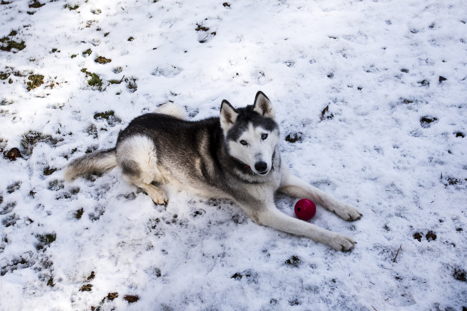 Happy inga in the snow