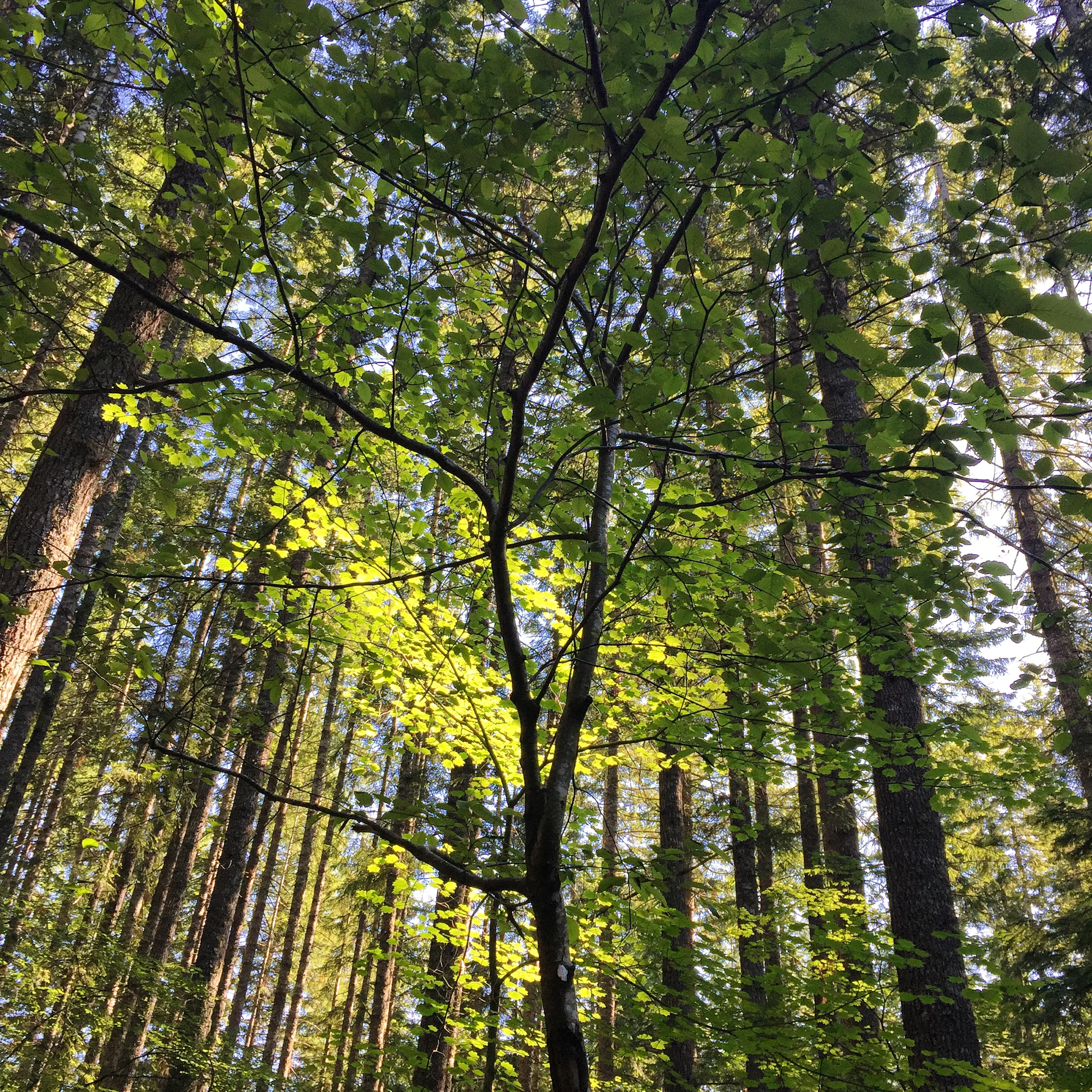 Lovely light through the trees.