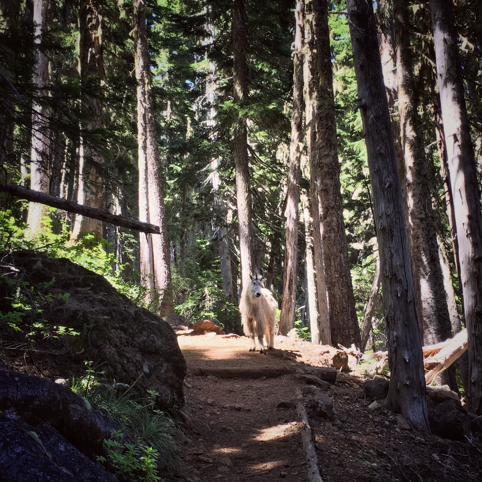 This mountain goat didn't particularly want to share the trail. However, he did eventually loop around us and head on down the trail.