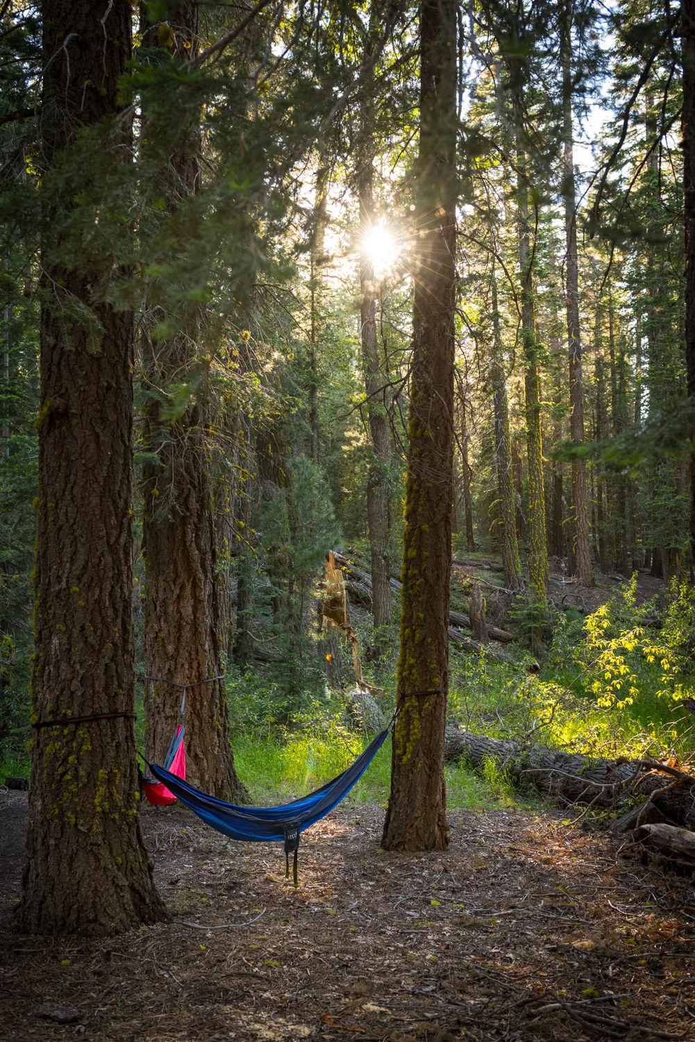 The perfect hammock spot