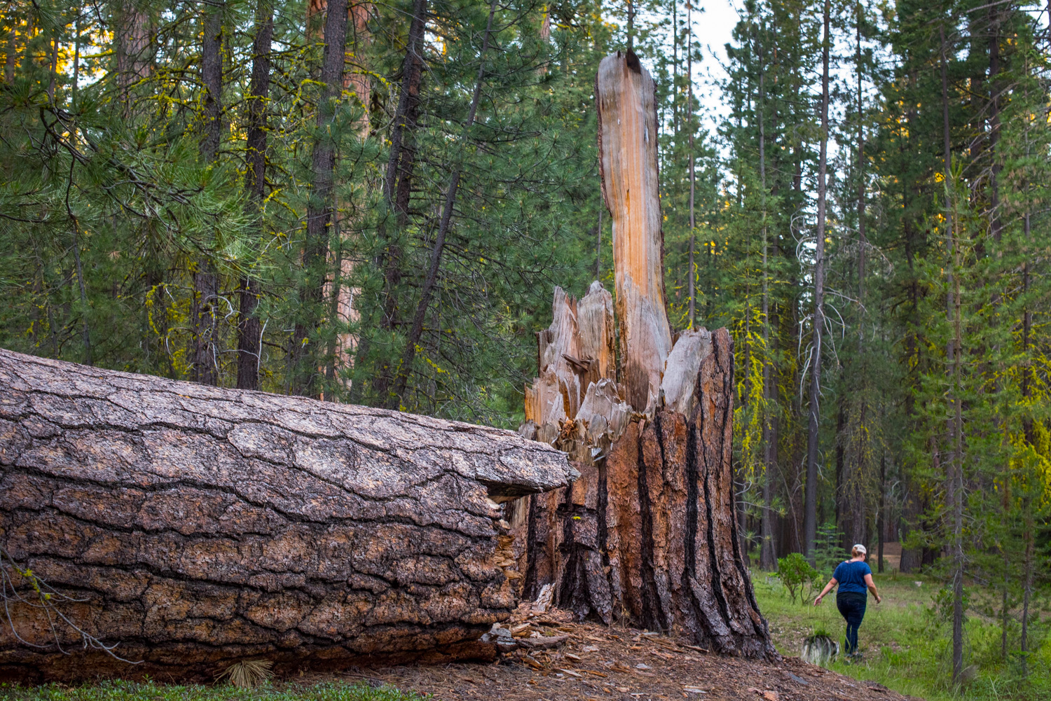 Just one of the many HUGE Ponderosa Pines at the campground.