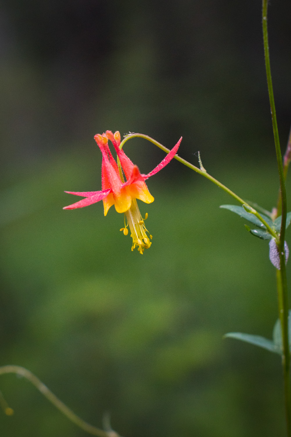 Columbine by the creek