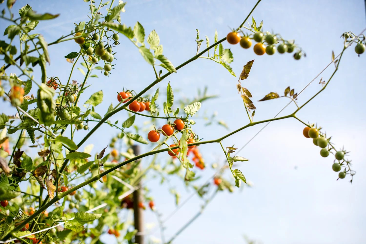 So many delicious tomatoes in the Croft greenhouse!