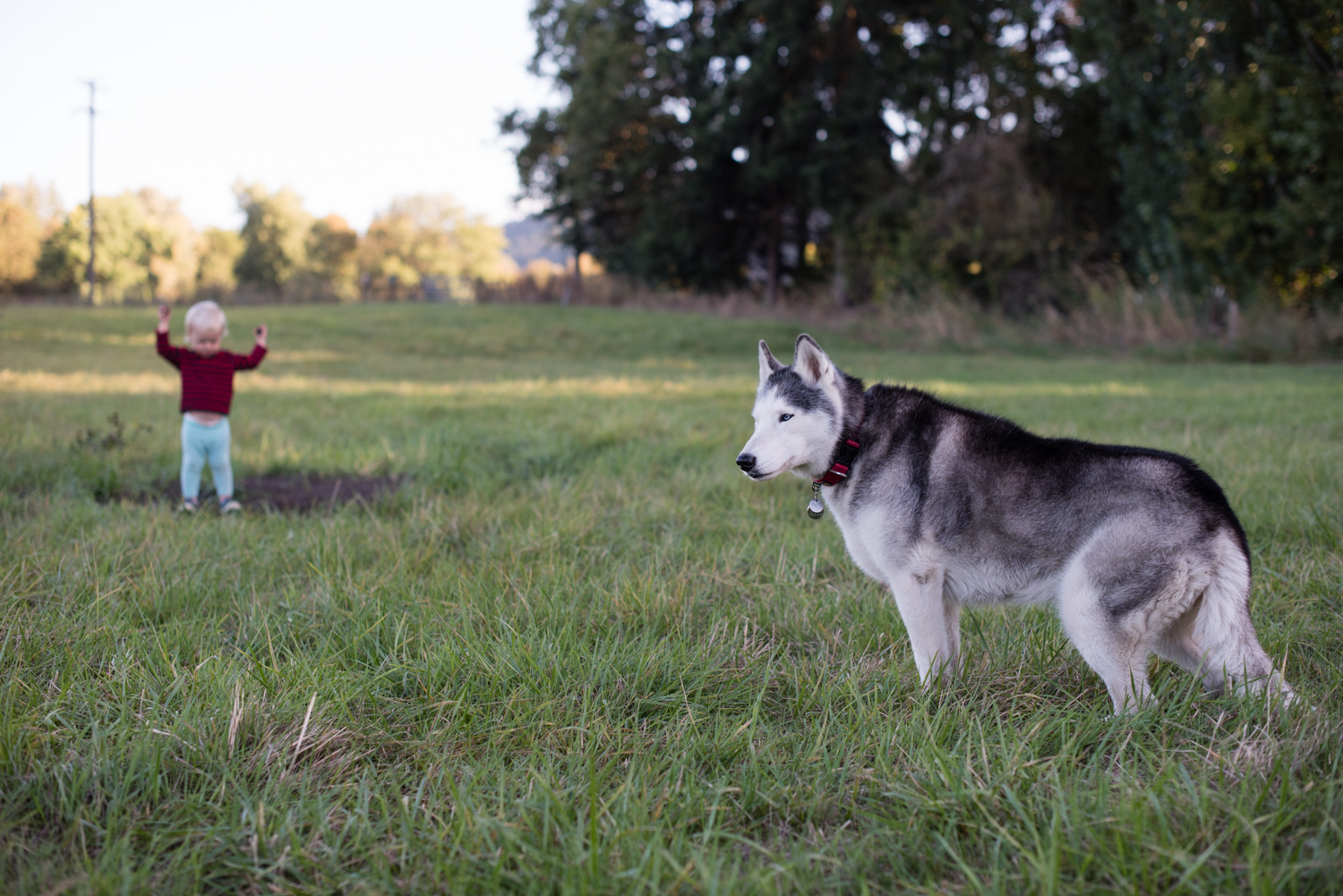 Inga was so happy roaming around in the grass. She's a farm dog at heart.