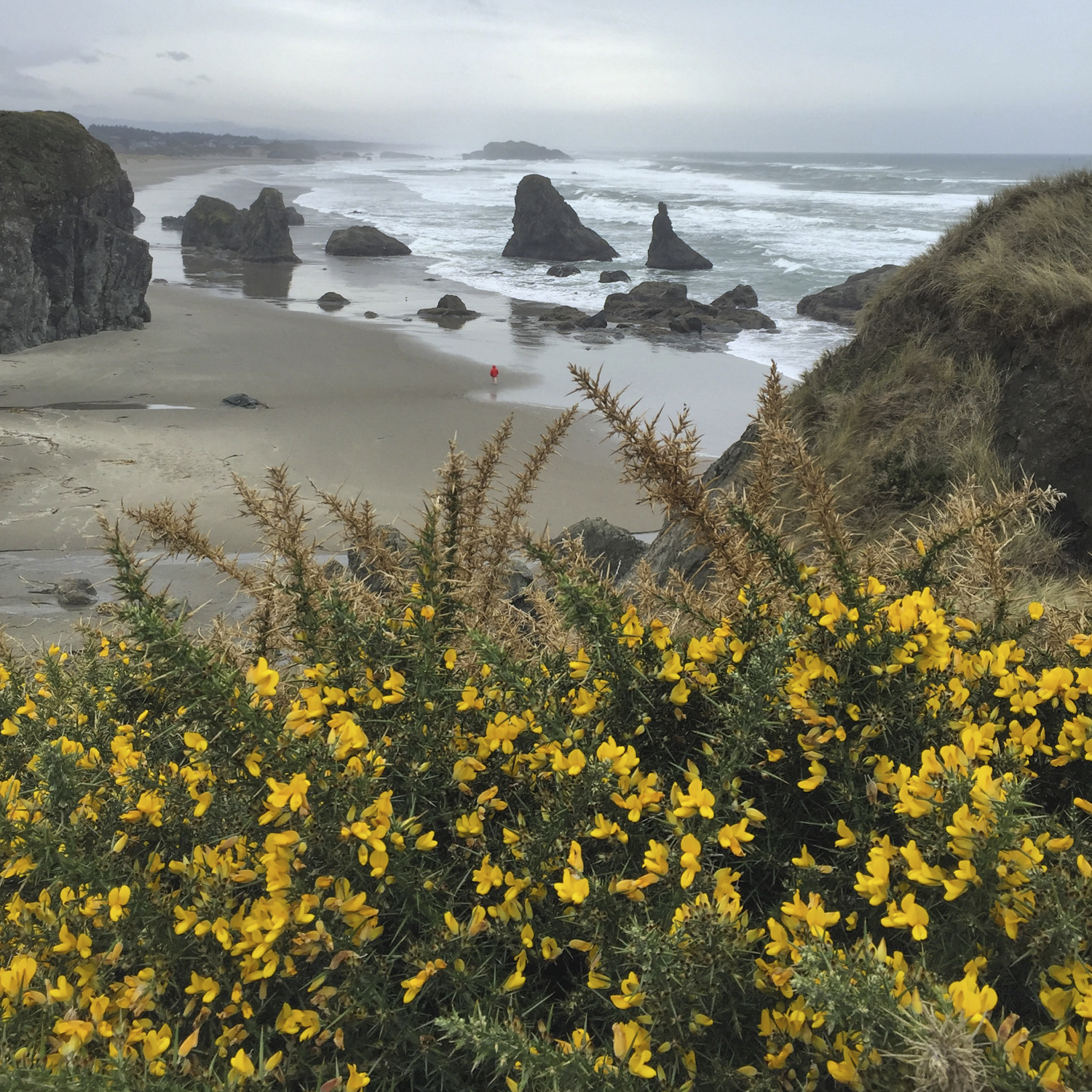 Bandon, Oregon ( iPhone )