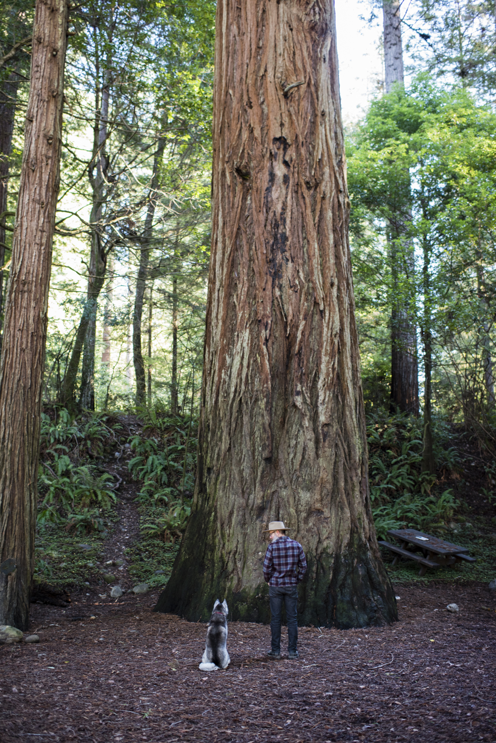 Jedidiah Smith State Park, Crescent City, CA