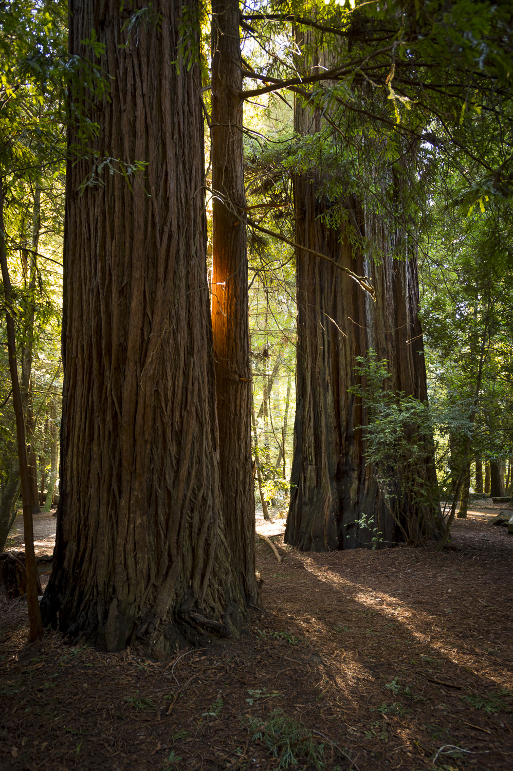 Dreamy trees and light around every corner