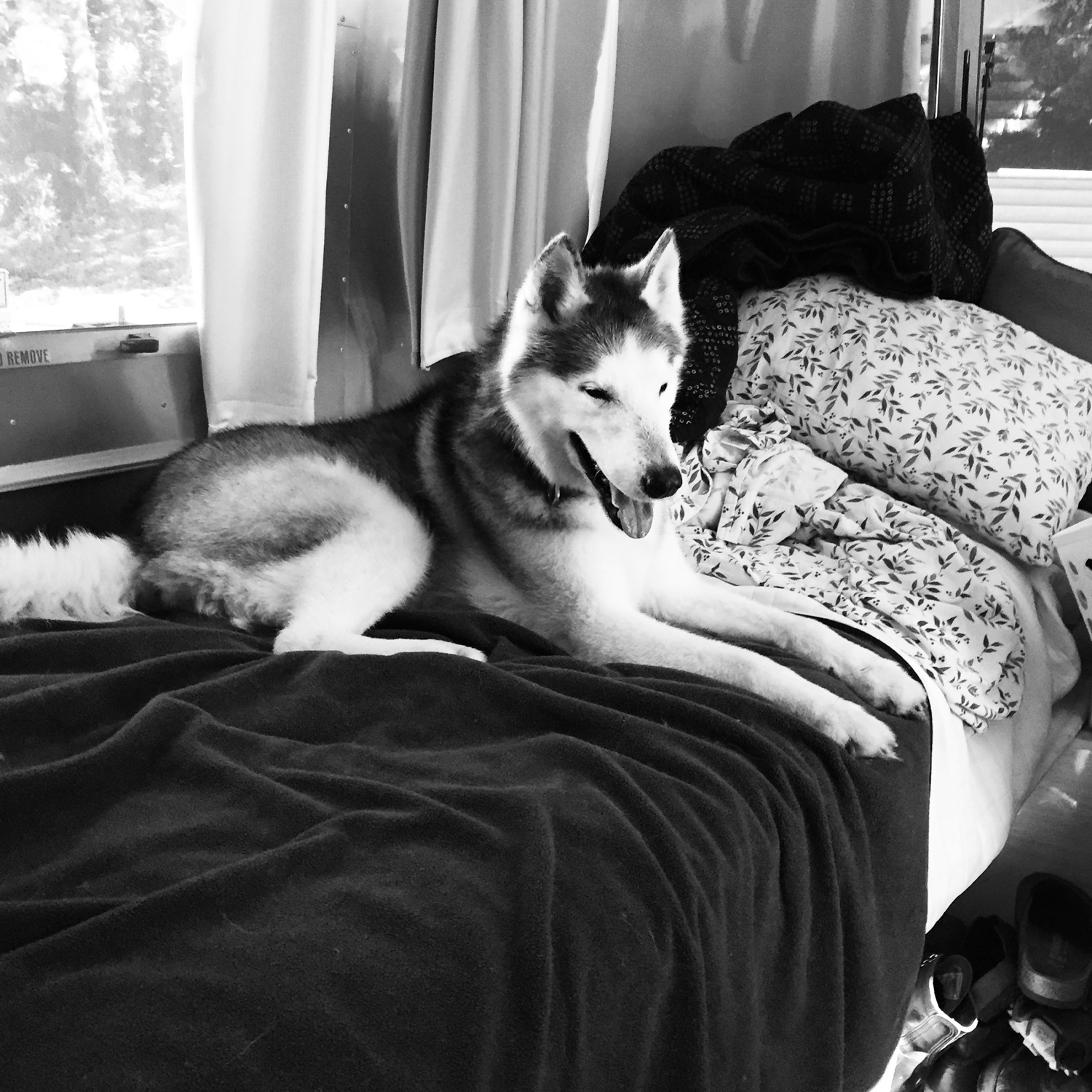 Inga attempting to enjoy the twin bed but still super confused by the lack of "her" regular bed.