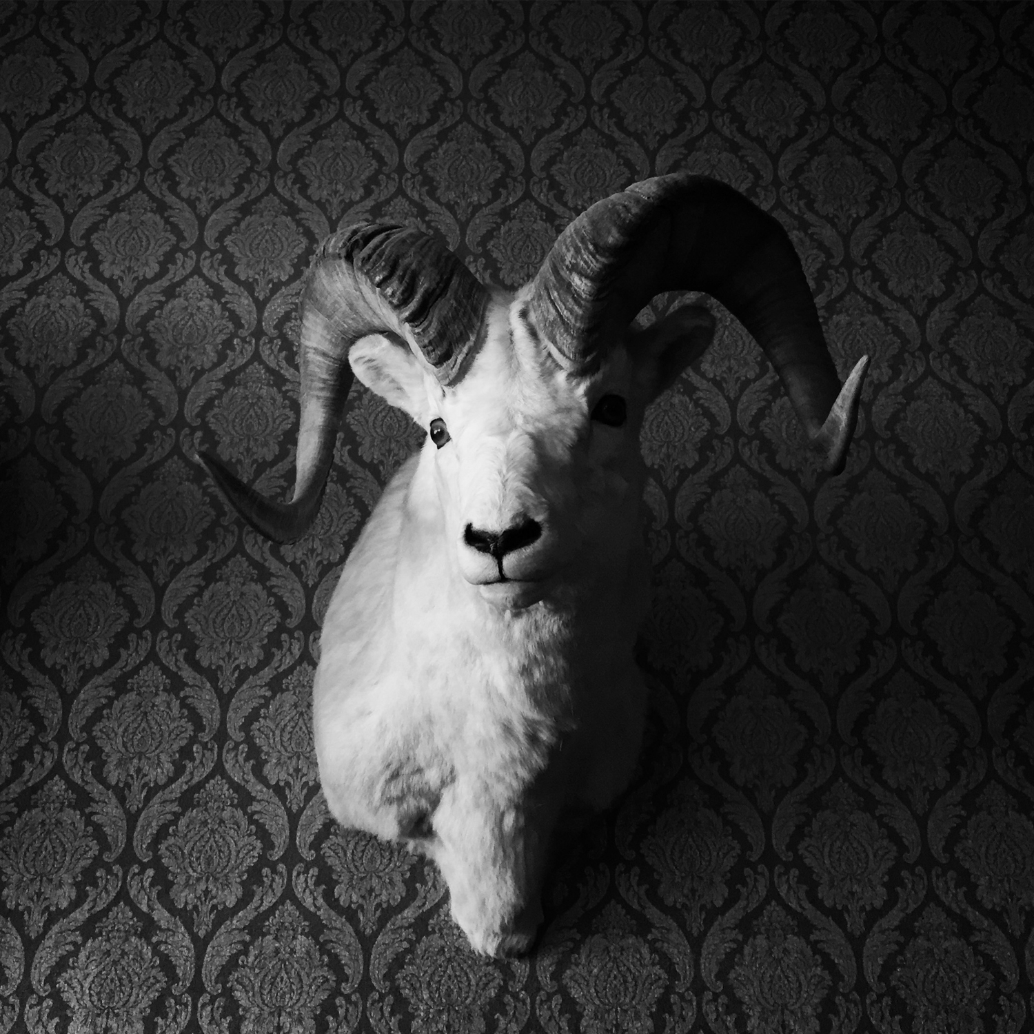 We had breakfast at The Old Saloon in Emigrant on our way out of town. I was smitten with their sheep taxidermy collection