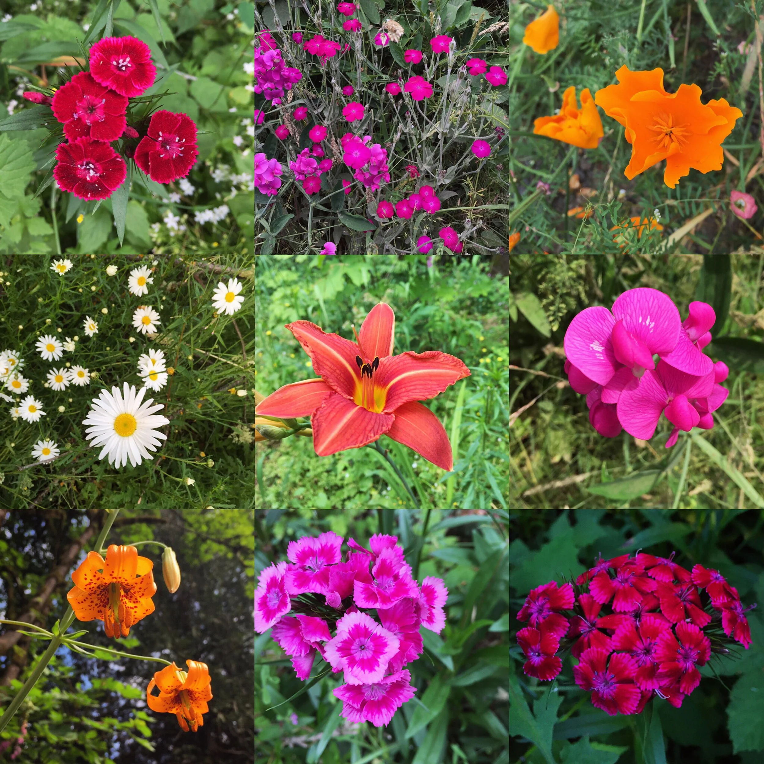 I might be a little obsessed with the wildflowers around here