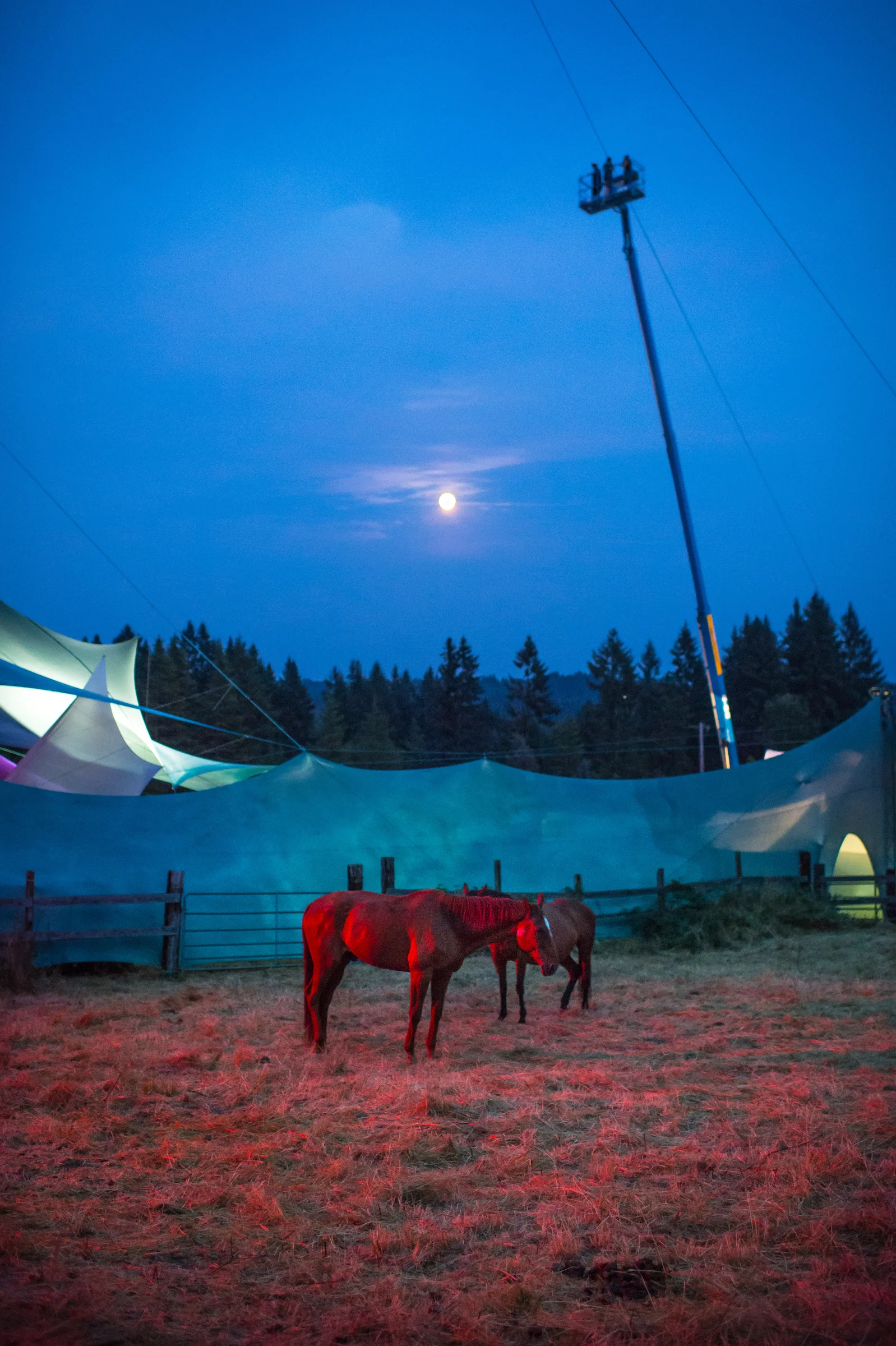 You can't have Pickathon without the horses (photo by Bill)