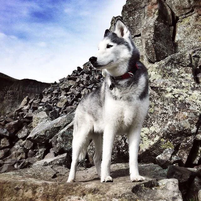 majestic inga.jpg