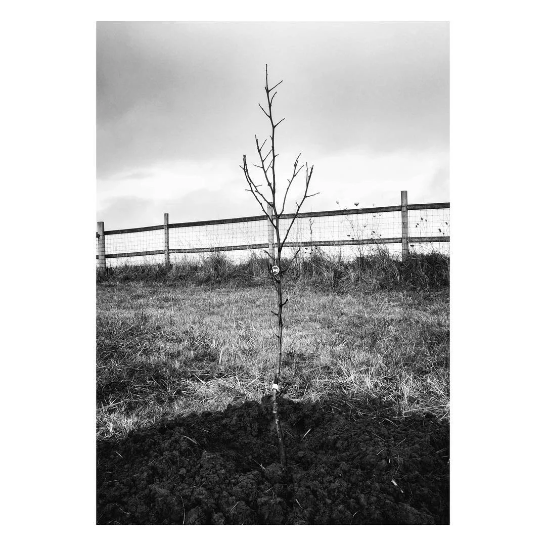 tree.jpg
