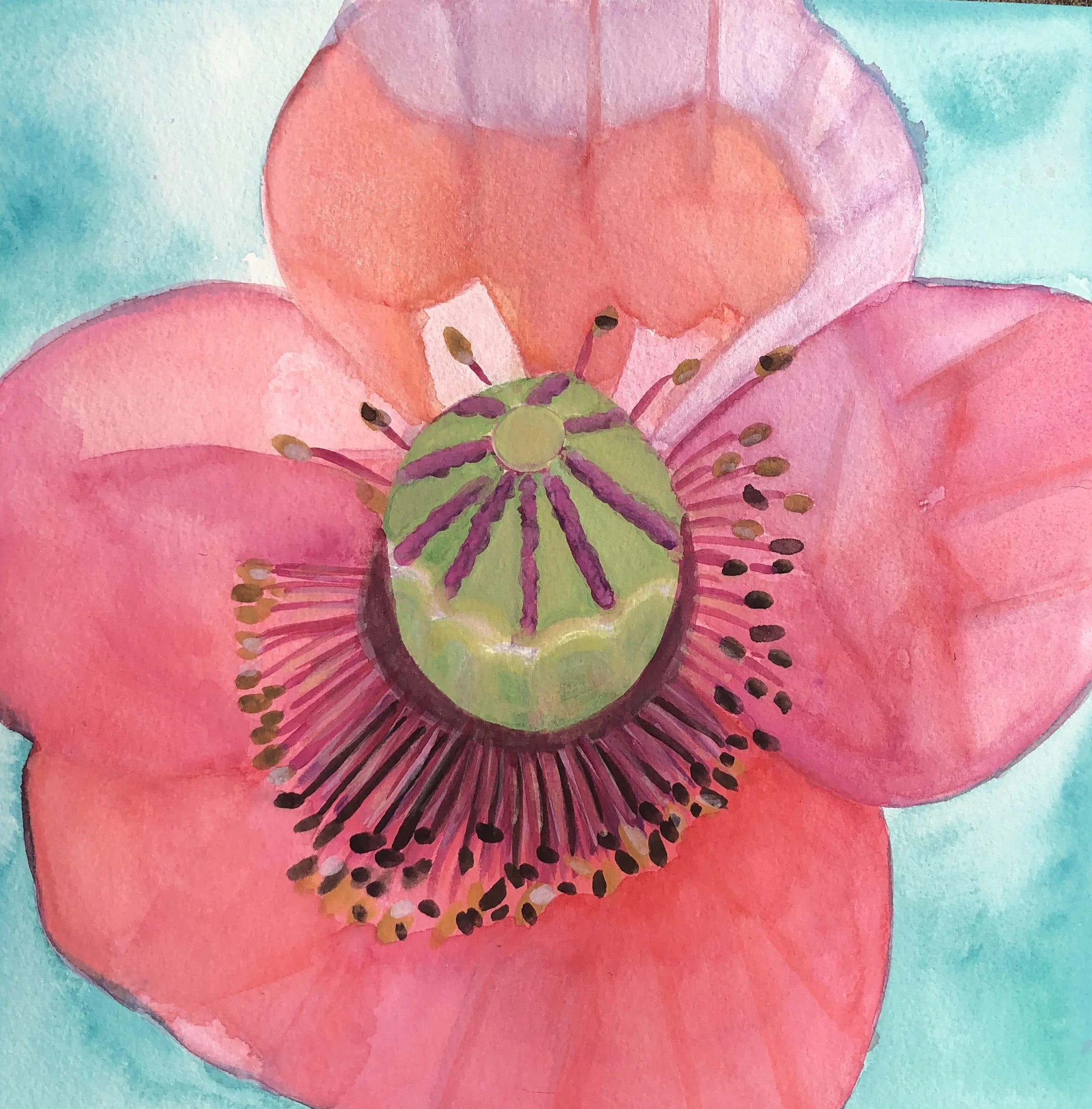One Poppy Watercolor 12x12" NFS
