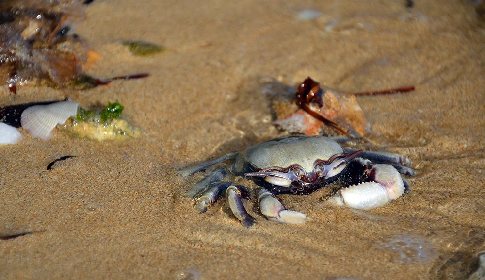 Flora Fauna Critters Crawlers