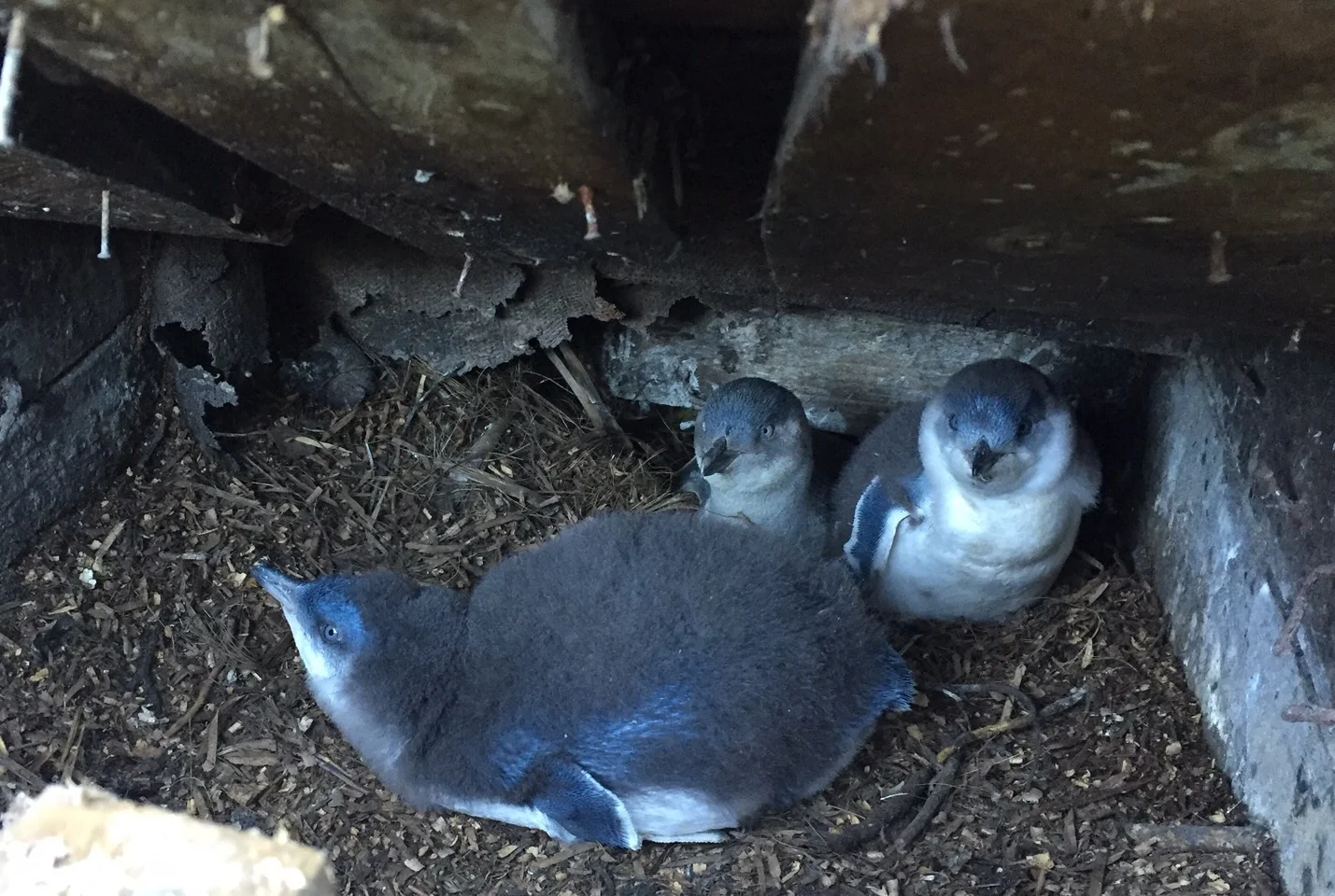 Little Blue Penguins! Stinky, sometimes loud and always cute! 