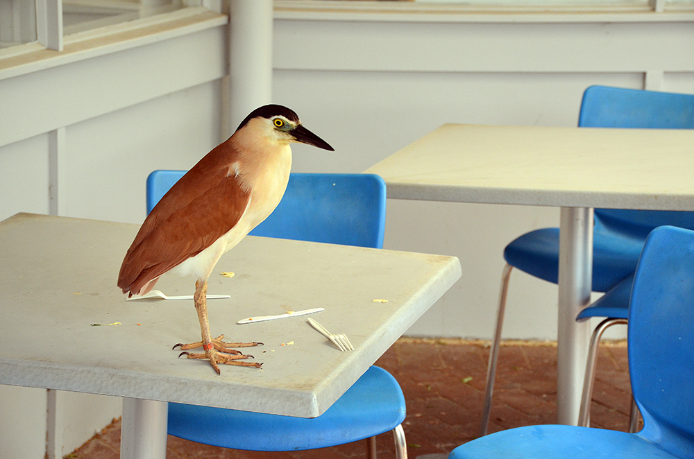BIrd-on_table.jpg