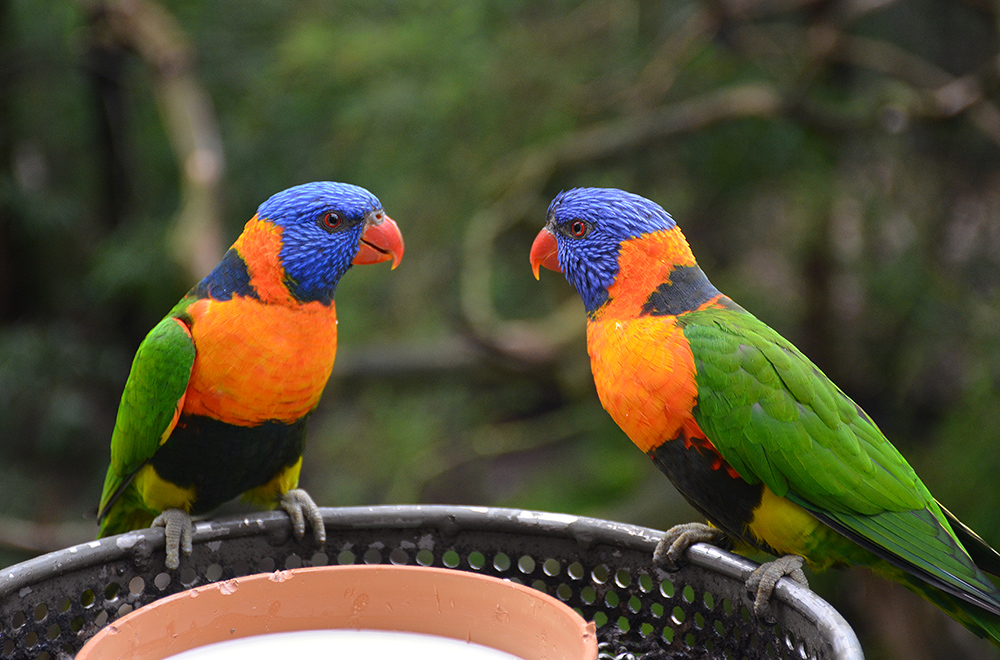 Birds_Bright.jpg