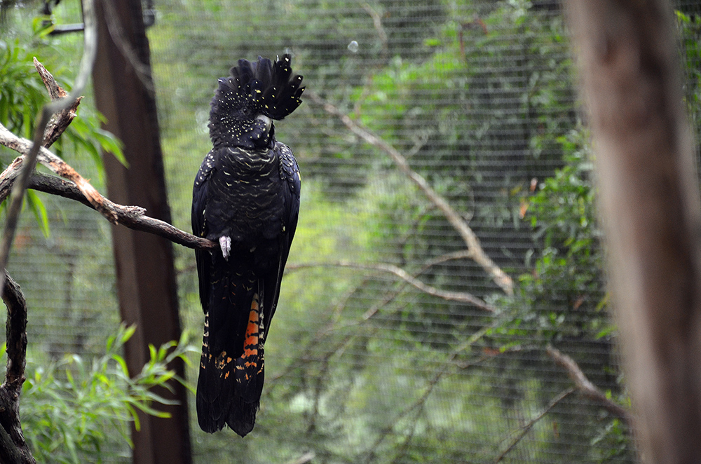 Black_Cockatoo.jpg