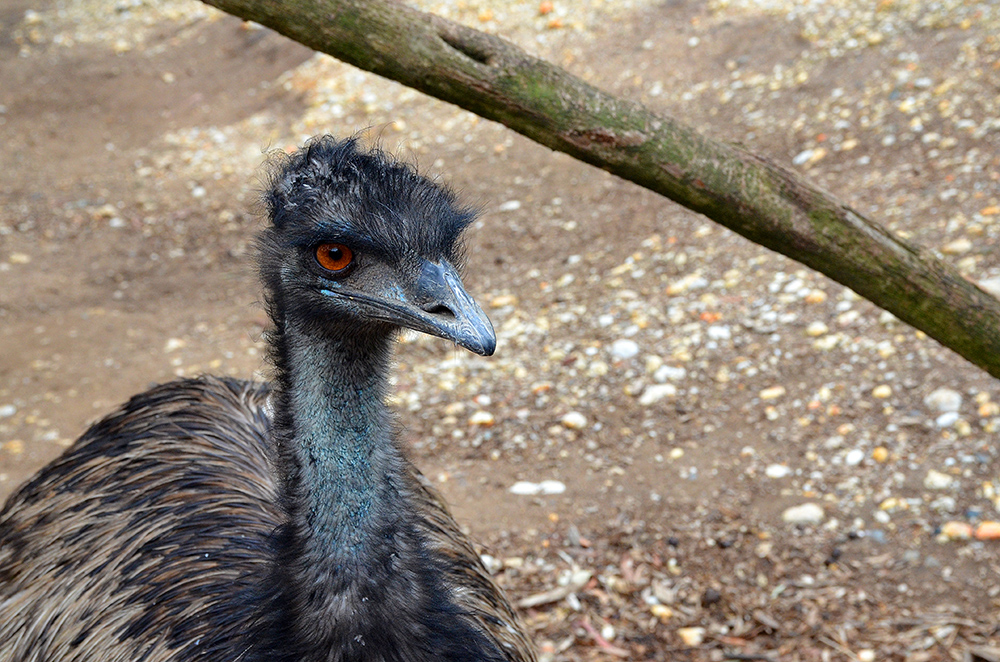 Emu.jpg