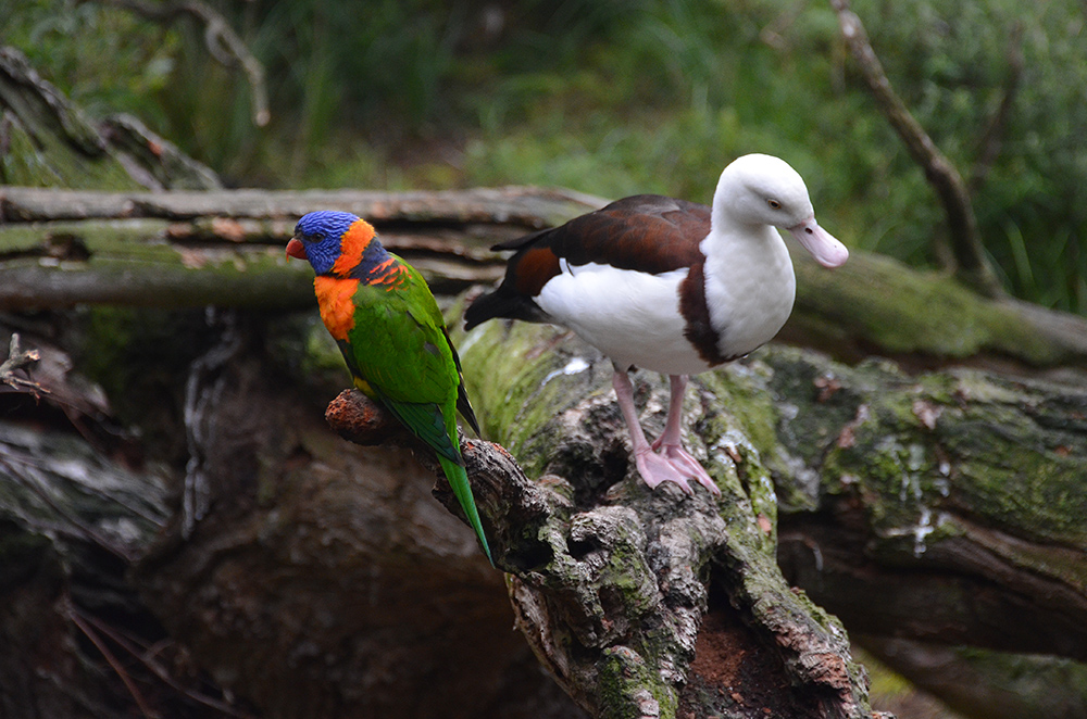 Parakeet_Duck.jpg