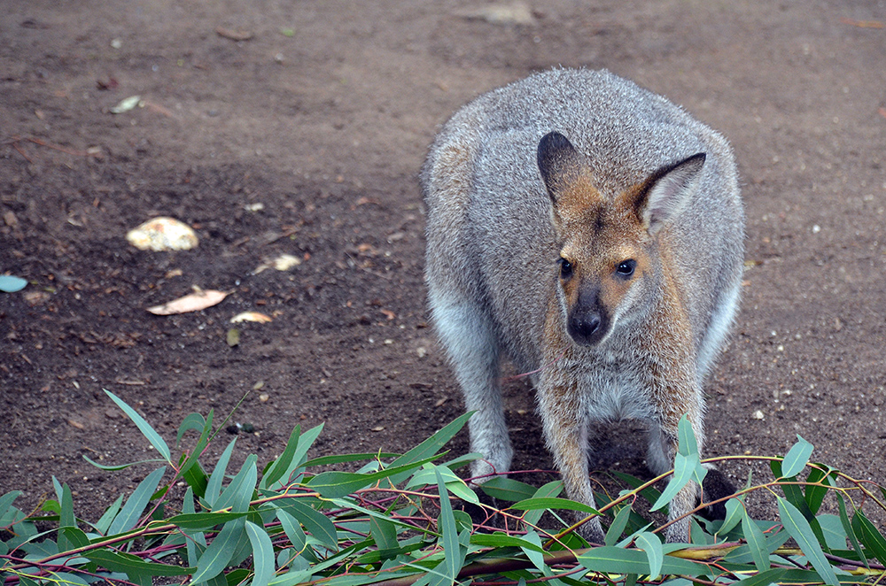 Kangaroo.jpg