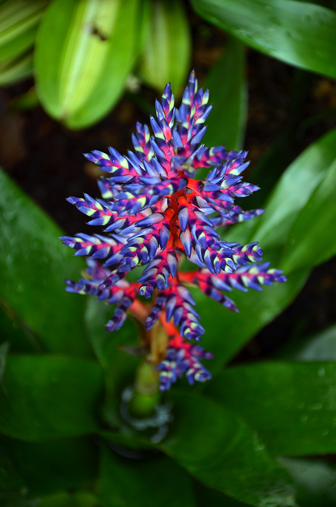 There were flowers in the Flower Dome as well.