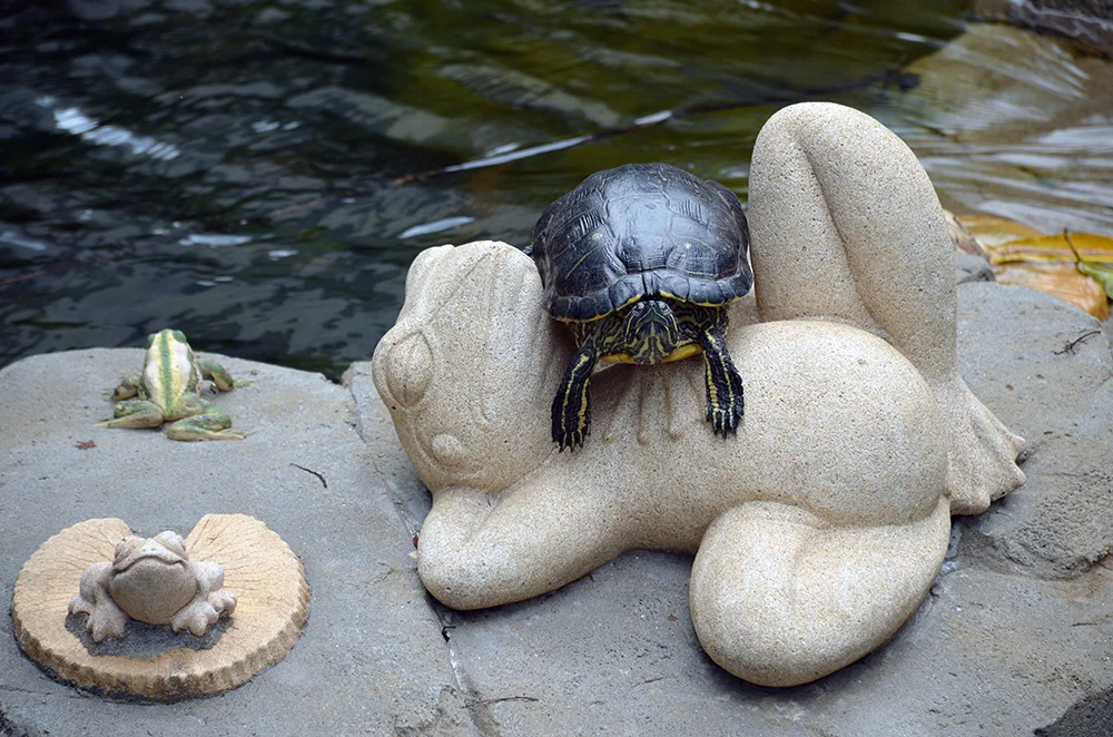 This turtle scene made Ryan laugh out loud. A lot.