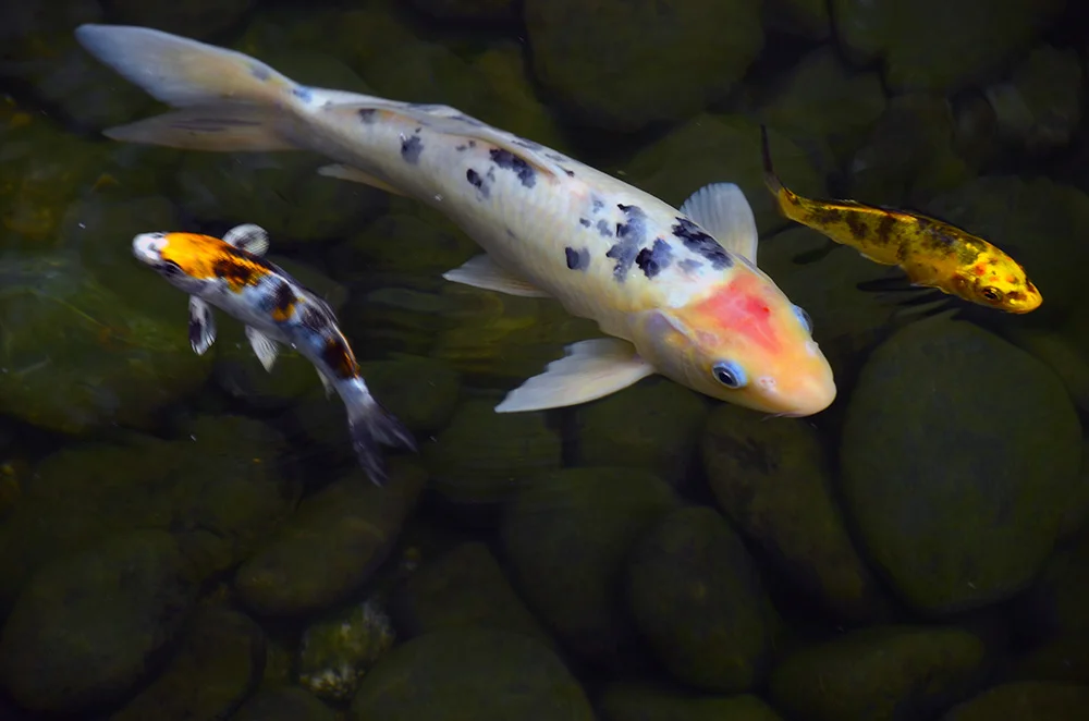 Besides watching birds, watching Colored Carp is another one of our favorite hobbies.
