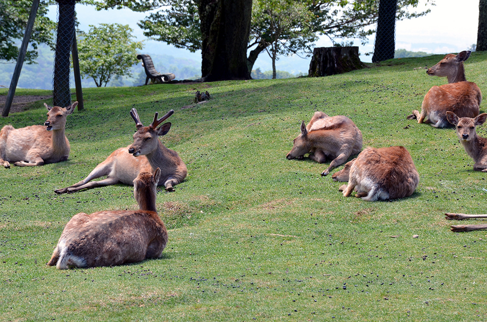 deer_park4.jpg